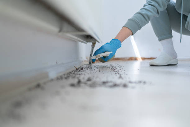 Best Local Pest Control Services  in Millville, DE